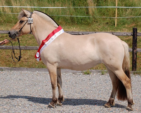 broodmare Aschenputtel (Fjord Horse, 2016, from Kjartan)