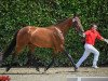 jumper Monia Vom Eigen CH (Swiss Warmblood, 2014, from Quantus vom Eigen)