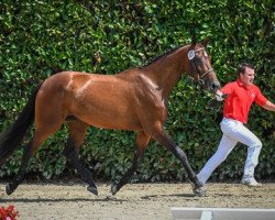 Springpferd Monia Vom Eigen CH (Schweizer Warmblut, 2014, von Quantus vom Eigen)