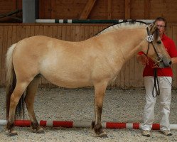 Pferd Amy Mc Donald (Fjordpferd, 2017, von Kjartan)