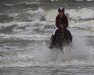 dressage horse Nice Little Lady 2 (German Riding Pony, 2008, from Nagano)