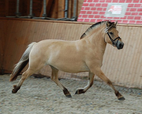 Zuchtstute Lieka (Fjordpferd, 2017, von Maurids)