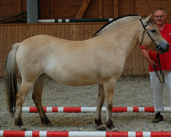 broodmare Helena (Fjord Horse, 2017, from Maurids)