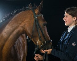 dressage horse Diana 1136 (German Riding Pony, 2008, from Durello)