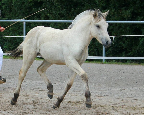Pferd Faye (Fjordpferd, 2021, von Ilmar)
