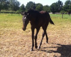 jumper Diara 30 (Hanoverian, 2015, from Diacontinus)