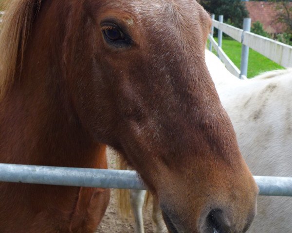 horse Spori (Iceland Horse, 1996)