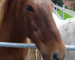 horse Spori (Iceland Horse, 1996)