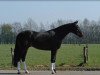 Dressurpferd Day Dreamer (Westfale, 2006, von Dream On)