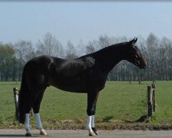 dressage horse Day Dreamer (Westphalian, 2006, from Dream On)