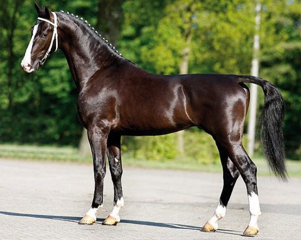 stallion Baanbreker HBC (KWPN (Royal Dutch Sporthorse), 2006, from Vaandrager HBC)