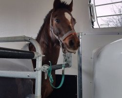 Pferd Tizian (Welsh Pony (Sek.B), 2007, von Mahrdorf Trabant)