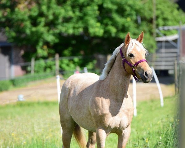 horse GQH ARealRockRebel (Quarter Horse,  )