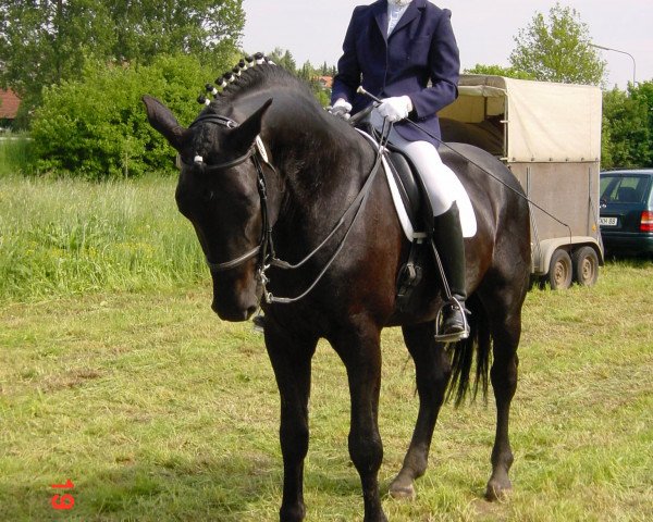 dressage horse Rigaudon (Hessian Warmblood,  , from Rubinstein I)