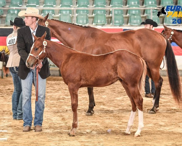 Pferd AM Milky Storm (Paint Horse, 2019)