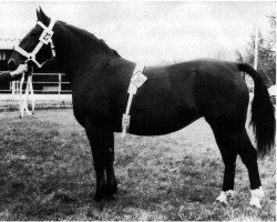 Zuchtstute Gunda H 1570 (Schweres Warmblut, 1956, von Gabelsberger Mo 406)