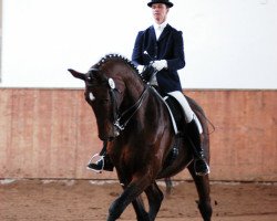 dressage horse Renaldo TS (unknown,  )