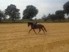 dressage horse Zumba CW (Oldenburg, 2013, from Zack)