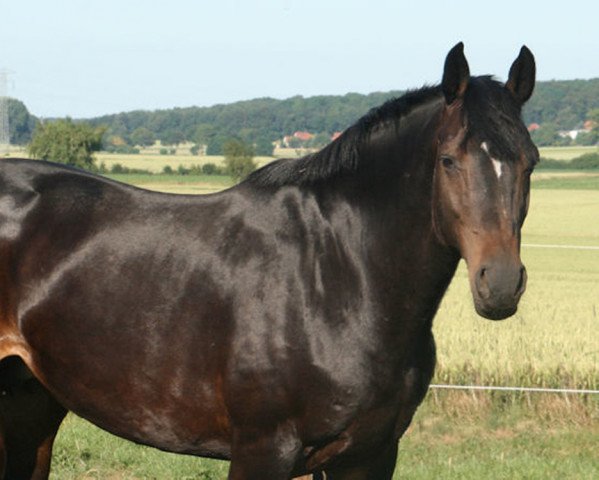 broodmare Conny (Holsteiner, 2003, from Contender)
