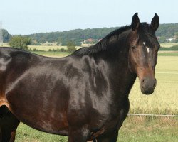 Zuchtstute Conny (Holsteiner, 2003, von Contender)