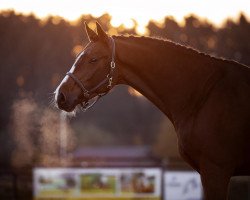 Springpferd Paulito S (KWPN (Niederländisches Warmblut), 2013, von Phin Phin)