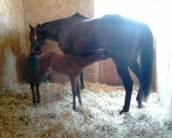 broodmare Mesa Verde xx (Thoroughbred, 2009, from Nayef xx)