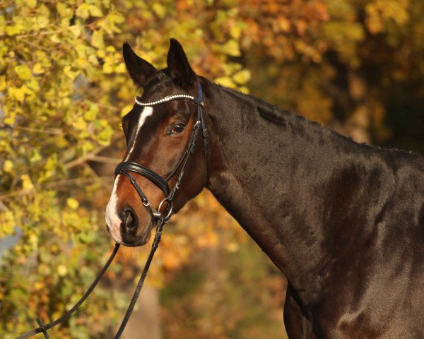 dressage horse Diabolo 576 (Hanoverian, 2014, from Dr. Watson)