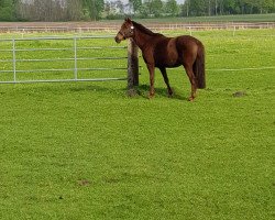 broodmare Biera (German Riding Pony, 2002, from Fast Eddy xx)