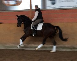 broodmare Peppermint Patty 19 (Hanoverian, 2009, from Painted Black)