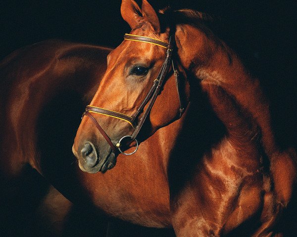 jumper Acantana (Hanoverian, 2013, from Argentinus)