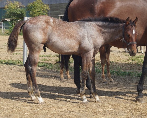 Pferd AM Undeniable Blue (Quarter Horse,  )