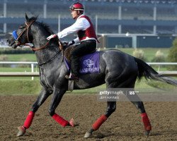 stallion Blackdoun xx (Thoroughbred, 2001, from Verglas xx)