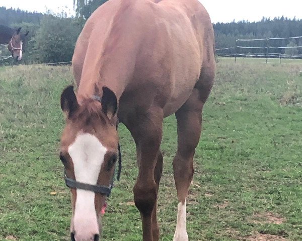 Pferd Dunits Finest Snap (Quarter Horse, 2019)