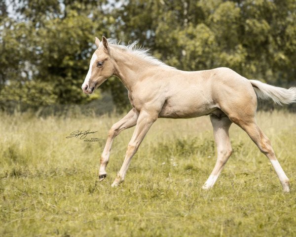 Pferd UR My Fine Gentleman (Quarter Horse, 2019)