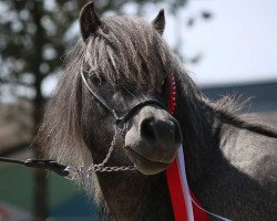 broodmare Darja (Shetland Pony, 2015, from Gordan of Baltic Sea)