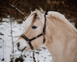 broodmare Kandis HH (Fjord Horse, 2007, from Bolseten N.2825)