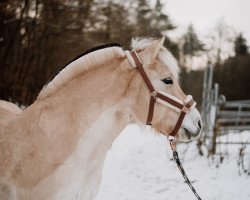 horse Krokant (Fjord Horse, 2010, from Bolseten N.2825)