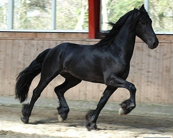 stallion Luutzen fan é Feart (Friese,  , from Nanno 372)