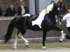 stallion Bart BP07 (Pinto, 2001, from Second Samber)