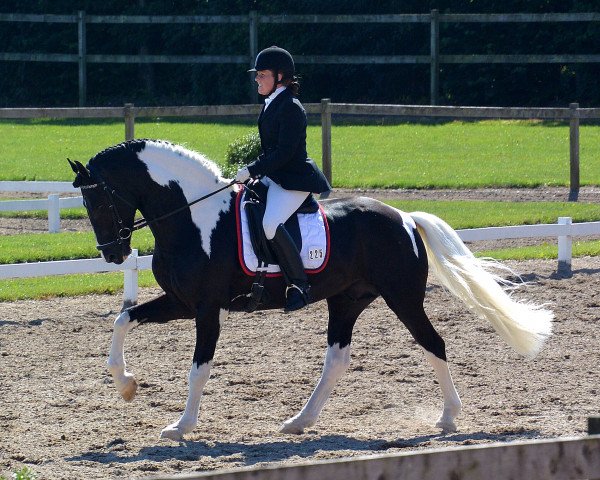 stallion Bonte Lureno fan Stald Barok (Pinto, 2008, from Luutzen fan é Feart)