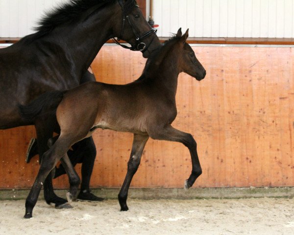 dressage horse Firlefanz (Oldenburg, 2020, from Finest)