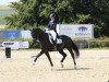 dressage horse Rubiks Cube (Hanoverian, 2006, from Rotspon)