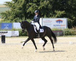 dressage horse Rubiks Cube (Hanoverian, 2006, from Rotspon)