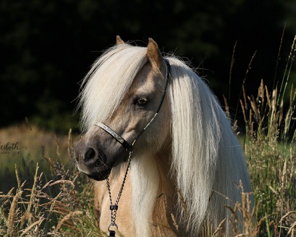 broodmare Insa vom Hevenbruch (Shetland Pony, 2007, from Obelix v. Hoeve Eelwerd)