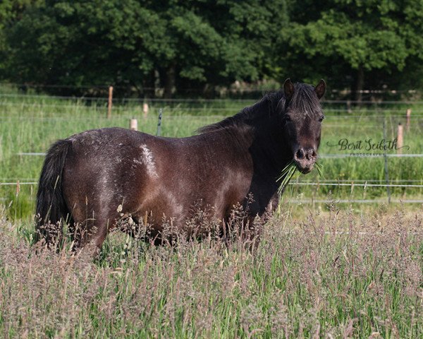 broodmare Fanta von Kessen (Dt.Part-bred Shetland pony, 2011, from Flamenco)