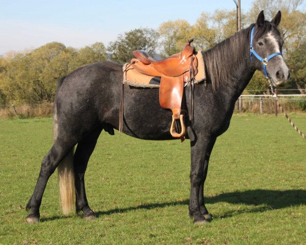 Pferd Dring Lad (Connemara-Pony, 2015)