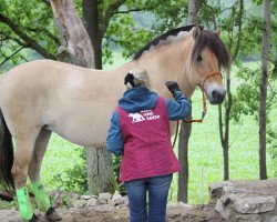 broodmare Haifa's Expensive Girl (Fjord Horse, 2002, from Jarn)