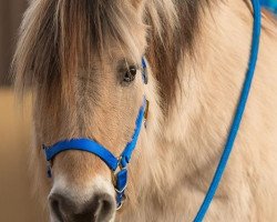 broodmare Haifa (Fjord Horse, 1989, from Helot)