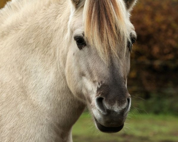 broodmare Sofie (Fjord Horse, 2005, from Trøstrupgårds Askøy)