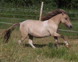 broodmare Emrenz von Salza (Shetland Pony, 2018, from Karlos)